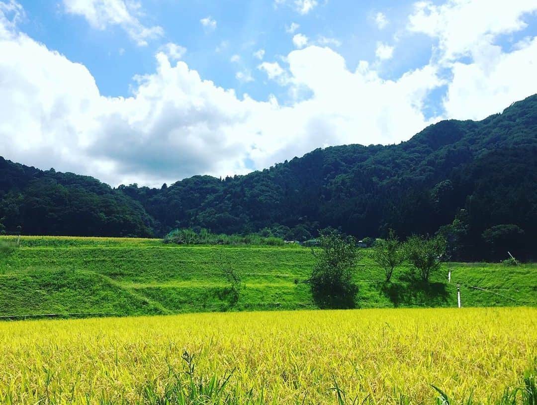 久保田夏菜さんのインスタグラム写真 - (久保田夏菜Instagram)「家族総出で稲刈り。  #稲刈り #秋 #八千代町 #安芸高田市 #コンバイン #新米」9月7日 12時27分 - kanakubota0805