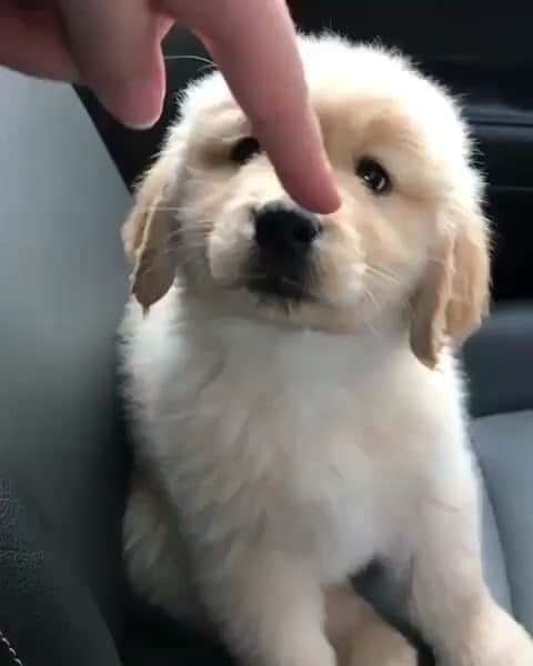 The Critter Havenのインスタグラム：「Cutieeee ❤️ Video by @leos_golden_adventures . #TheCritterHaven」