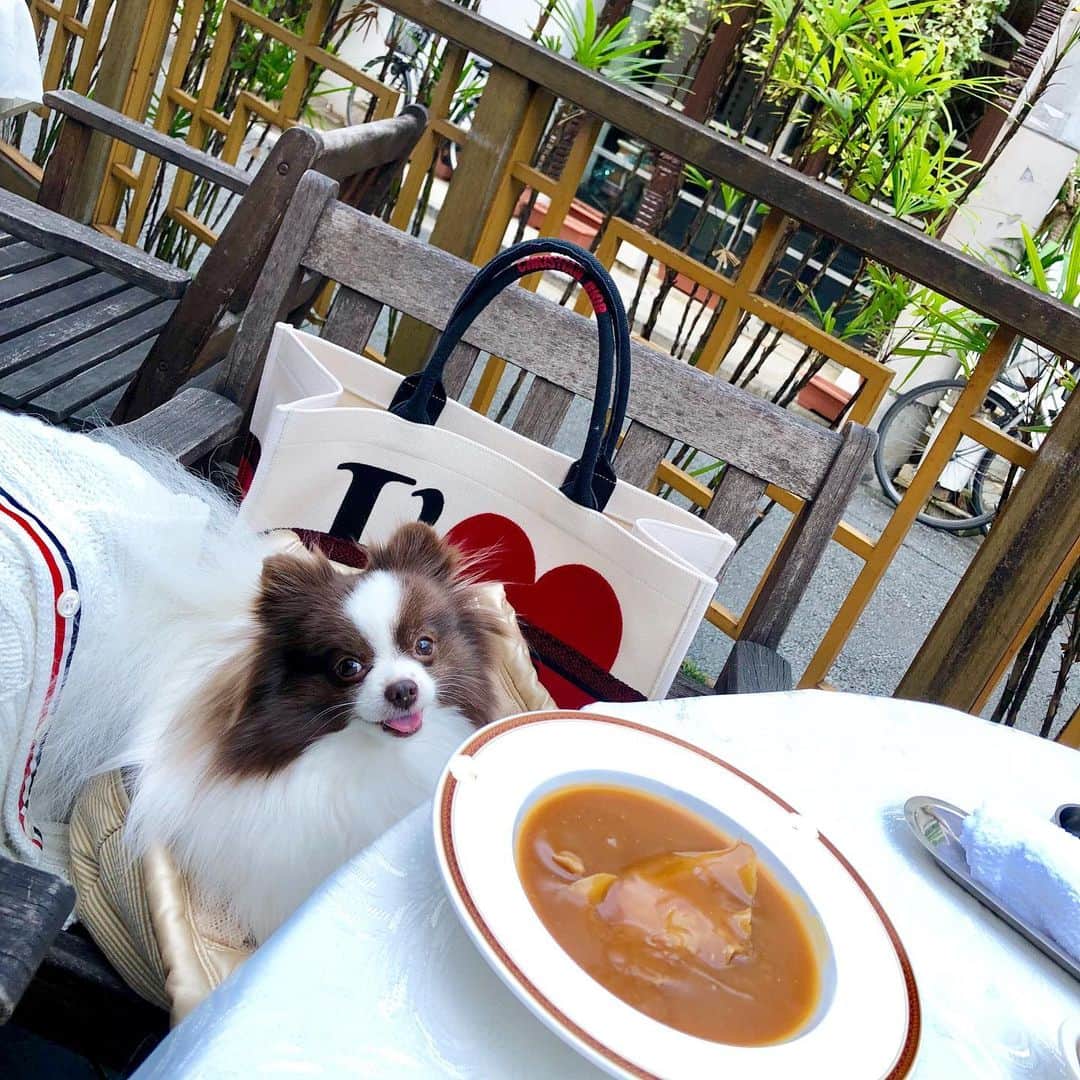 mycoのインスタグラム：「【9月の思い出】 先日りり🐶とランチへ 筑紫楼はワンコOK🙆‍♀️ 嬉しいですね！ 8月後半に久しぶりに髪いじりしました✂️ #筑紫楼 #ふかひれ姿煮  #犬同伴 #犬同伴ランチ #犬カフェ」