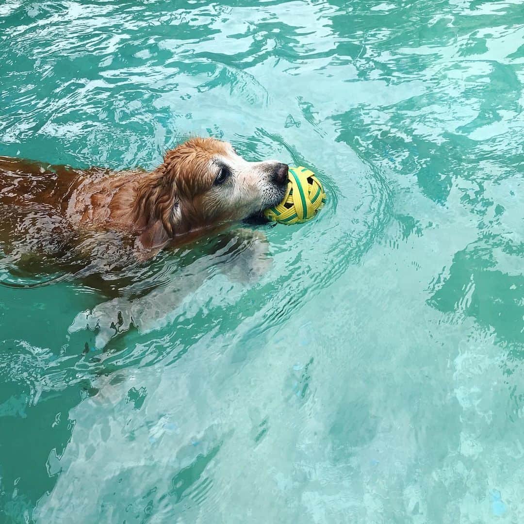Hoykong&Plamuekのインスタグラム：「Swimming day! #hoykong」