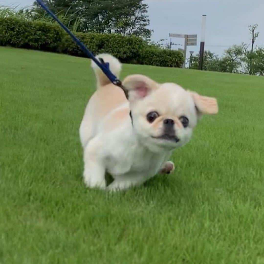 おもちくんさんのインスタグラム写真 - (おもちくんInstagram)「ねえ 心の底からだいすき2😭」9月7日 13時54分 - omochi_kun