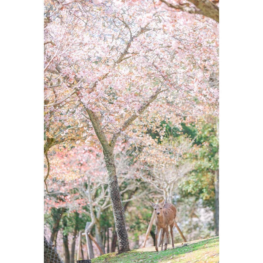 岩原大起さんのインスタグラム写真 - (岩原大起Instagram)「最近 鹿不足…🦌 . 趣味で時々、 鹿を撮影しに奈良公園へ行くのですが、 今年はあんまり行けてないなあ… . もうちょっと涼しくなってきたら カメラを持って奈良へ出向きます、、、。 . そろそろ角切りもあるし 鹿寄せも行かないと… 最近気づけばずっと鹿のこと考えてるかも . #奈良 #鹿 #奈良公園 #しかせんべい  #カメラ #canon #5dmarkiv  #my_eos_photo #eos #photo  #あをによし #わたしは奈良派  #🦌 #📸」9月7日 14時07分 - ytv_iwahara