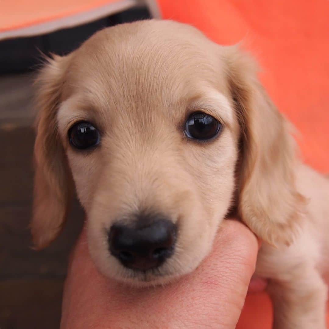 ハッチ＆ニコのインスタグラム：「Puppy Nico (2 months old)  うちの子になった日のニコ  チビッコ写真を見せっこする親バカのタグ. #saturday_puppyfes  土曜日恒例パピフェスですよ～🐾. . #チビnico #pecoいぬ部 #カメラ嫌い同好会  #犬の生活が第一 #癒しわんこ #dachshund #犬バカ部 #短足部 #ふわもこ部 #tokyocameraclub #東京カメラ部」