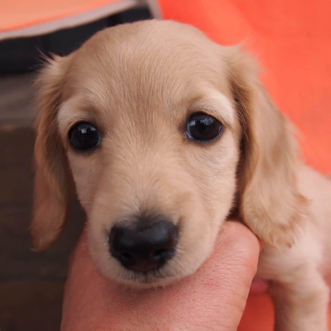 ハッチ＆ニコさんのインスタグラム写真 - (ハッチ＆ニコInstagram)「Puppy Nico (2 months old)  うちの子になった日のニコ  チビッコ写真を見せっこする親バカのタグ. #saturday_puppyfes  土曜日恒例パピフェスですよ～🐾. . #チビnico #pecoいぬ部 #カメラ嫌い同好会  #犬の生活が第一 #癒しわんこ #dachshund #犬バカ部 #短足部 #ふわもこ部 #tokyocameraclub #東京カメラ部」9月7日 14時58分 - hacth427