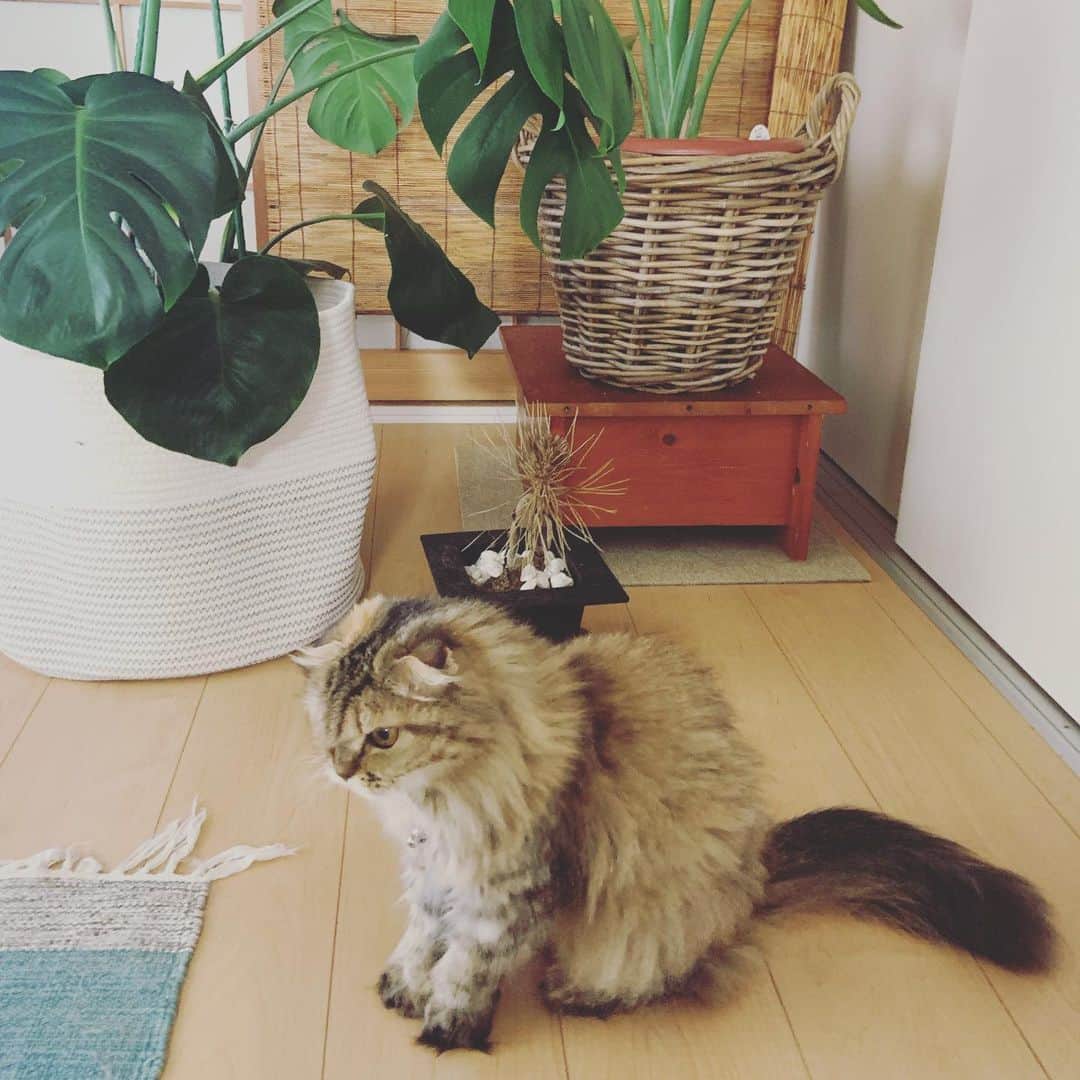 及川奈央さんのインスタグラム写真 - (及川奈央Instagram)「#実家 へ帰ってきました。両親は旅行中なので、お留守番。猫番。 お酒のおつまみ作った。カープ観よる #愛猫 #みく #ラン」9月7日 15時00分 - naooikawa