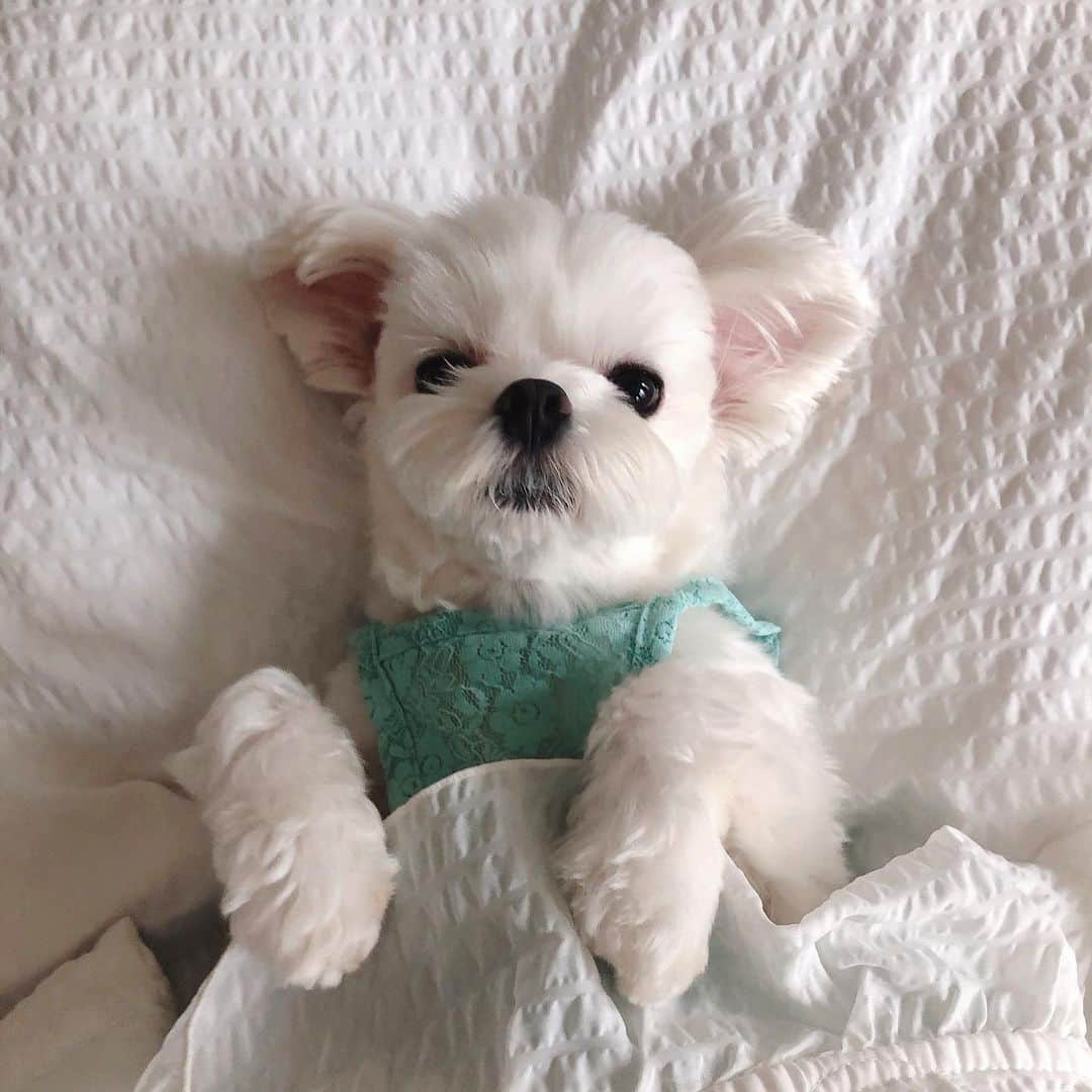 Choi Somiさんのインスタグラム写真 - (Choi SomiInstagram)「⠀⠀⠀⠀ #둥둥이 #김둥둥6세  임모 삼톤들 오늘 위험하니까 집에 가만 있으라개🐾 옴마는 비상식량 준비한다고 난리였는데 지굼 보니까 그냥 지 먹고 싶은 거 다 샀둥 그리고 울옴마 얼굴 빤딱빤딱 물광 알징 그거 공구 낼까지래 그럼 둥둥이는 까까 10개 먹는 꿈 꾸러 가보겠둥 바위〰️」9月7日 15時10分 - cxxsomi