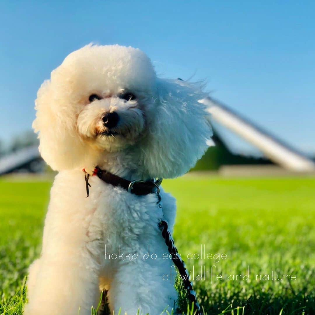 hokkaidoecoさんのインスタグラム写真 - (hokkaidoecoInstagram)「モエレ沼公園︎︎︎︎︎☺︎ #北海道エコ #動物 #専門学校 #トイプードル #ゆきお #のだ #ゆっちゃん #モエレ沼公園 #お散歩 #風が少し強め #上手に待てが #できました #素敵写真」9月7日 15時48分 - hokkaidoeco