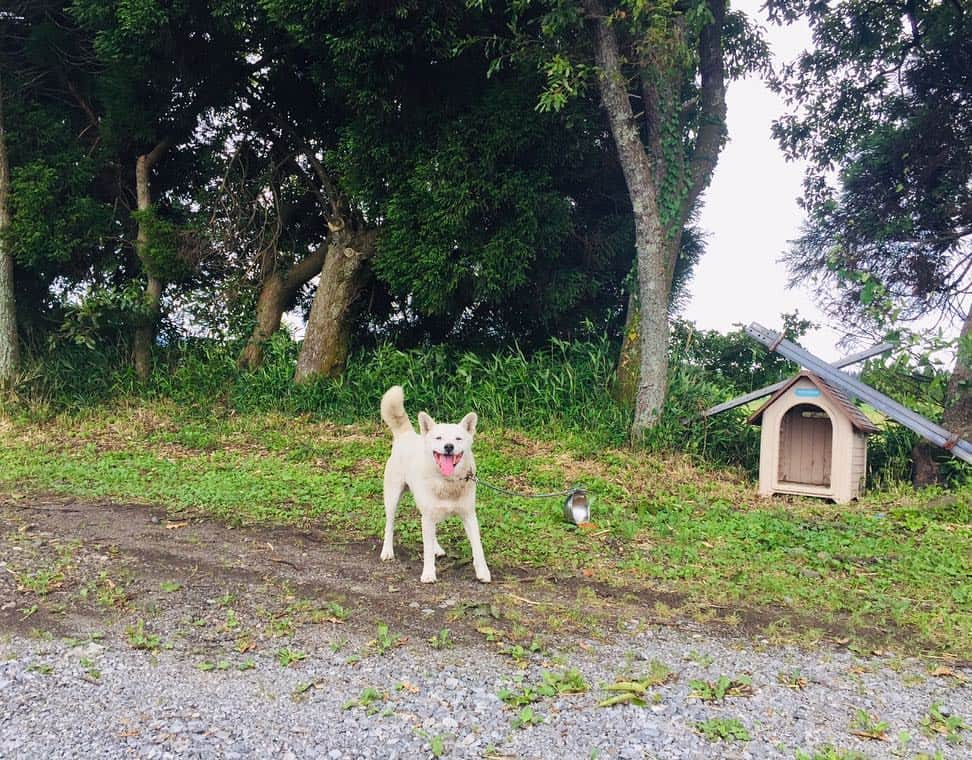 伴都美子さんのインスタグラム写真 - (伴都美子Instagram)「🐾 . . ベリーちゃん、ご飯が…！ . . #犬 #わんこ #大興奮 #🐶」9月7日 16時12分 - van._doasinfinity