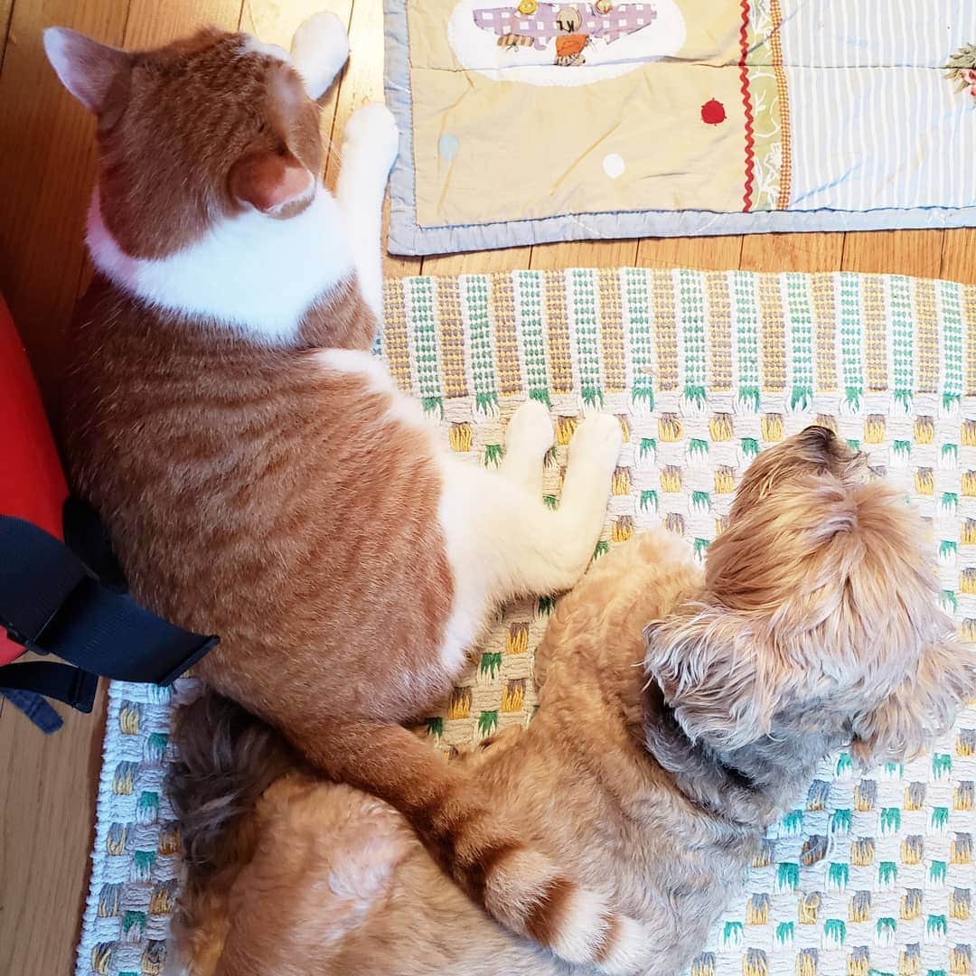 のインスタグラム：「この二人はよくくっついています。 偶然かと思ったけど、偶然じゃないようです。 これといって、特段仲がいいというわけではないのに。  ツンデレかい？  #dogandcat」