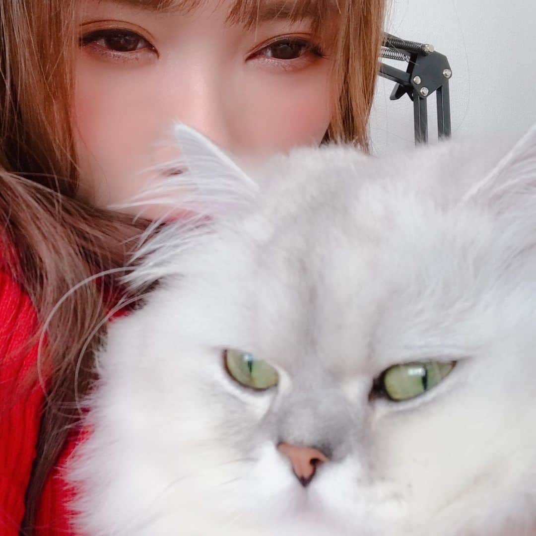 河西美希さんのインスタグラム写真 - (河西美希Instagram)「白くて、ふわふわで、不服そうな、なにか #ペルシャ猫 #チンチラシルバー #ねこすたぐらむ #ねこさん #ふぉーさん #CAT #ネッコ」9月7日 16時30分 - mikipon1111