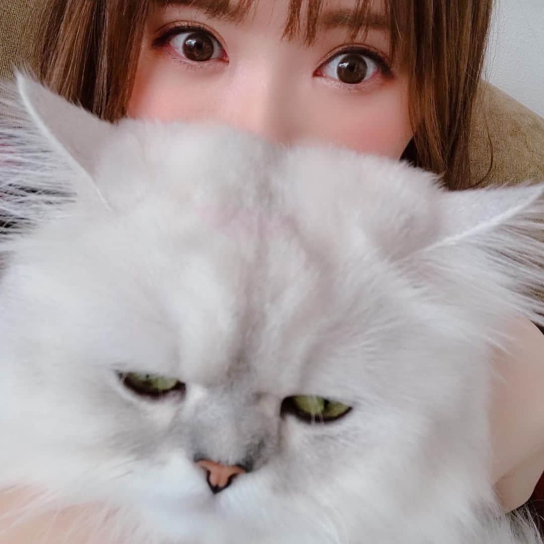 河西美希さんのインスタグラム写真 - (河西美希Instagram)「白くて、ふわふわで、不服そうな、なにか #ペルシャ猫 #チンチラシルバー #ねこすたぐらむ #ねこさん #ふぉーさん #CAT #ネッコ」9月7日 16時30分 - mikipon1111