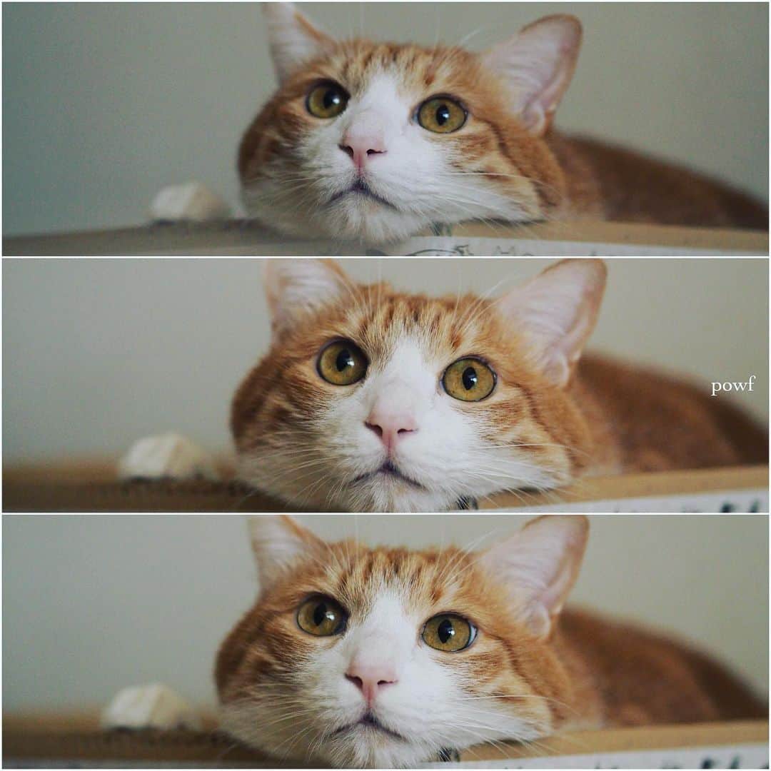 anemone_69のインスタグラム：「. #ハカセとキョウジュ #茶トラ白 #茶白 #cat #猫 #保護猫 . . .」