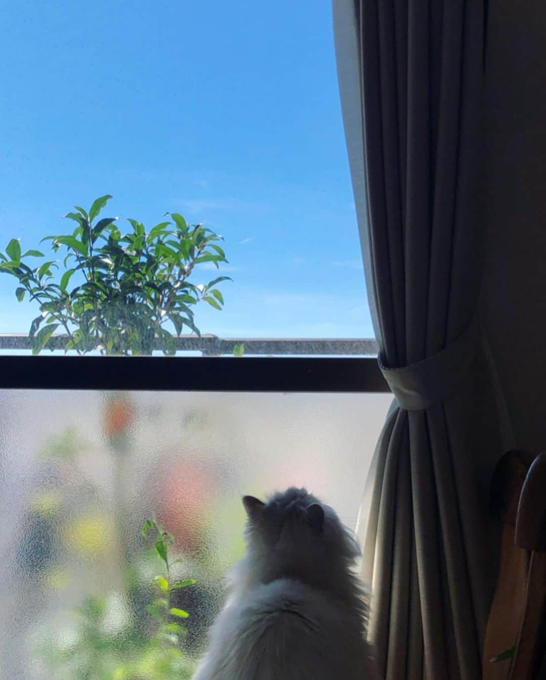 堀田ゆい夏さんのインスタグラム写真 - (堀田ゆい夏Instagram)「. ソファに横になってぼーっとこの青空を見る... こんななんてことのない時間がいいよねぇ🌱 . くうちゃんも喜んでる〜と思ったら 大きいハエがっ！！🧚‍♂️ よっこらしょっと出しました。 くうちゃん、ハンターだから 食べちゃうもんでw  #cat #catsofinstagram #しろねこ #チンチラシルバー #くう」9月7日 17時55分 - yuika_a0902