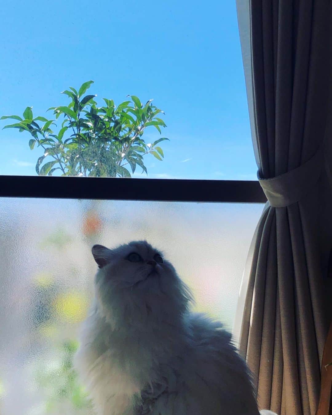 堀田ゆい夏さんのインスタグラム写真 - (堀田ゆい夏Instagram)「. ソファに横になってぼーっとこの青空を見る... こんななんてことのない時間がいいよねぇ🌱 . くうちゃんも喜んでる〜と思ったら 大きいハエがっ！！🧚‍♂️ よっこらしょっと出しました。 くうちゃん、ハンターだから 食べちゃうもんでw  #cat #catsofinstagram #しろねこ #チンチラシルバー #くう」9月7日 17時55分 - yuika_a0902