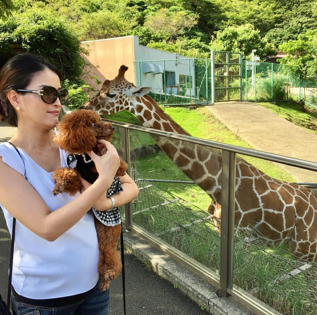 知念芽衣さんのインスタグラム写真 - (知念芽衣Instagram)「#伊豆アニマルキングダム  サニーちゃん、 #キリン  にかなりビビってこの表情😂😅 #伊豆旅行 #愛犬と旅行 #動物園  #dogstagraming  #dog #doglover」9月7日 18時13分 - meichinen