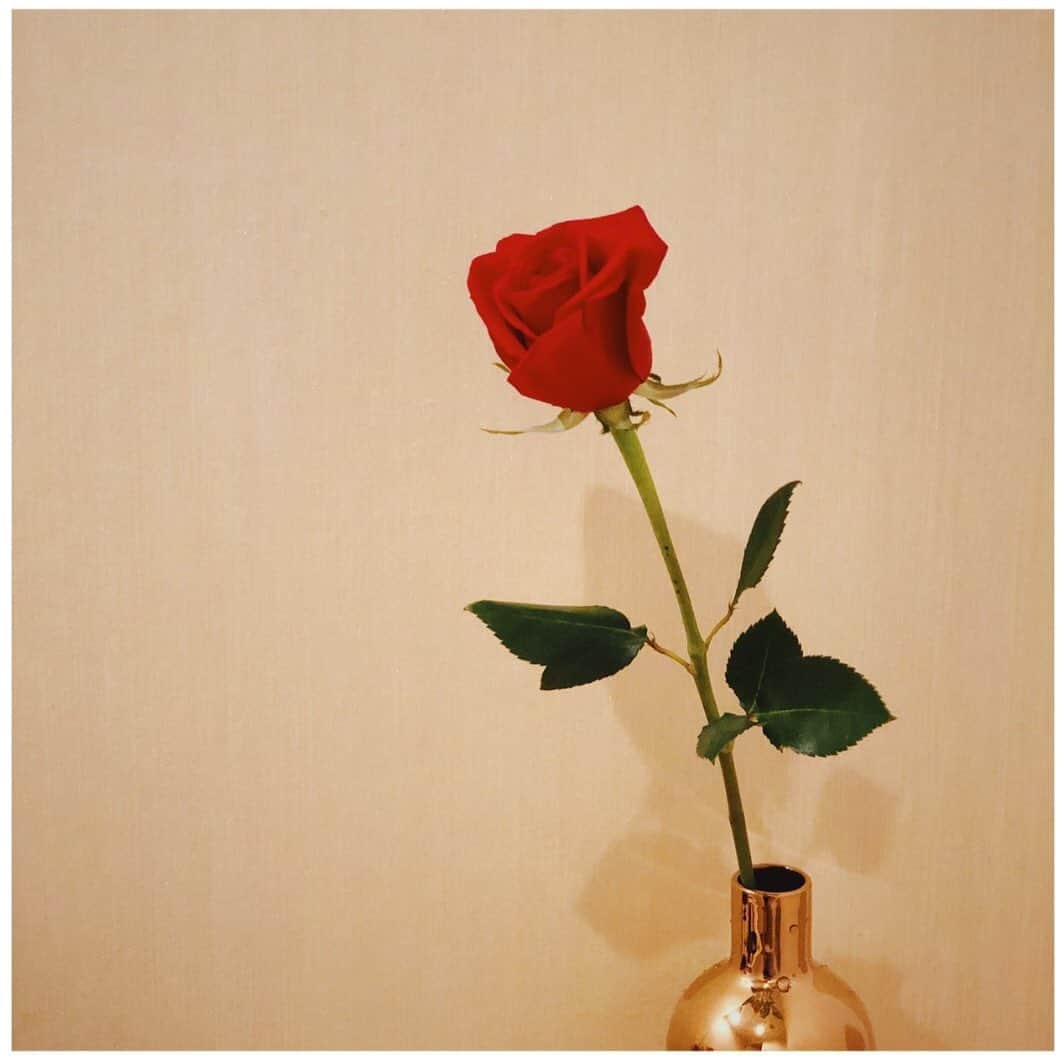 高梨臨さんのインスタグラム写真 - (高梨臨Instagram)「薔薇が好き。」9月7日 18時13分 - rintakanashi_official