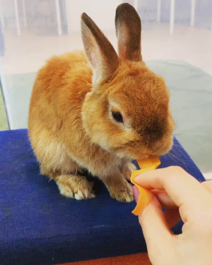 日岡なつみのインスタグラム：「もふぅ…🐰」