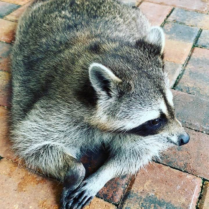 パンプキンのインスタグラム