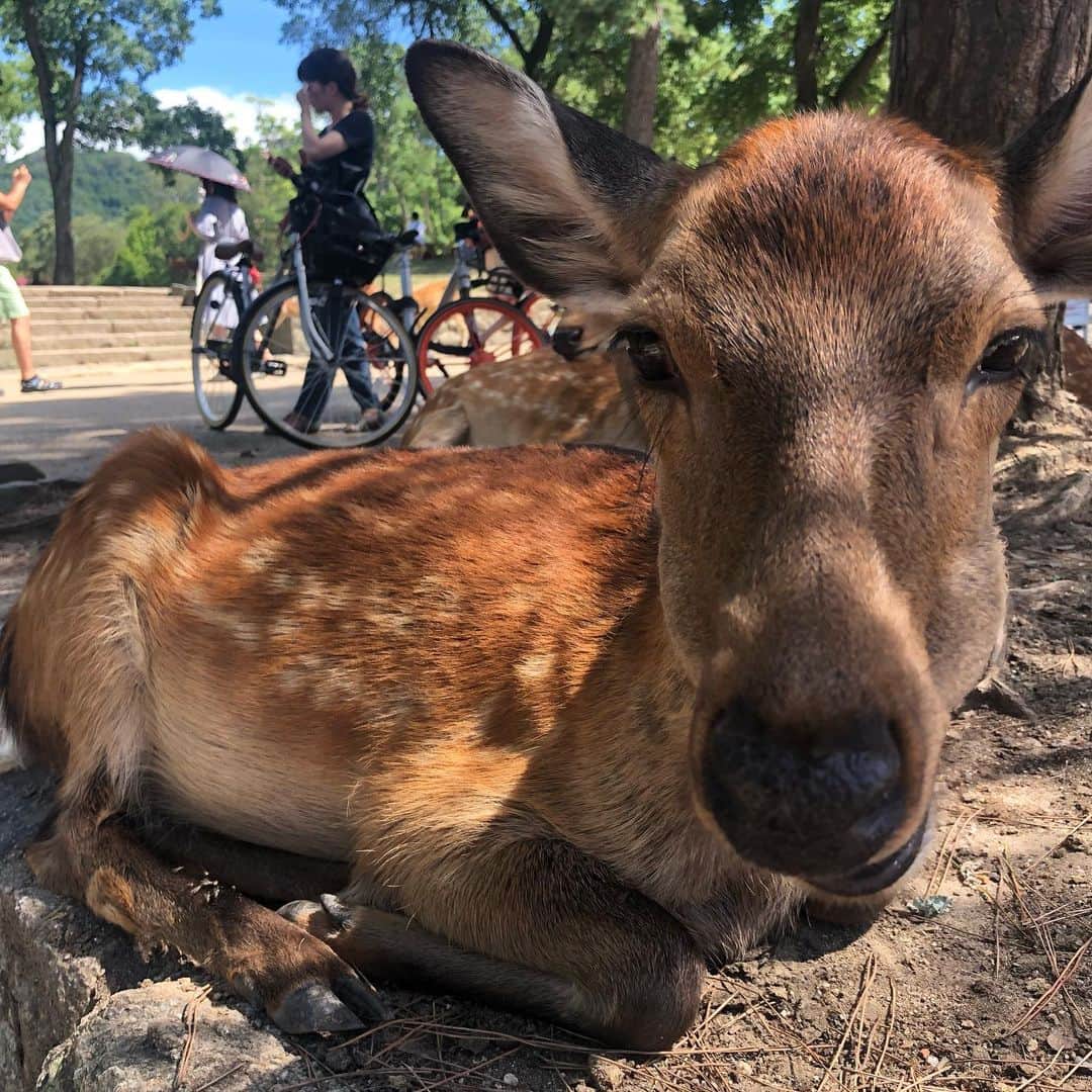 R!Nさんのインスタグラム写真 - (R!NInstagram)「鹿さんも可愛かったです🦌 鹿せんべいの威力、ハンパない。  #Aldious #アルディアス #tour #奈良 #鹿 #🦌 #deer」9月7日 23時04分 - rin_gemie
