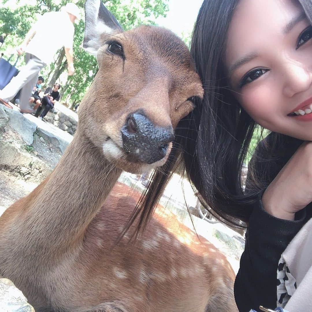 R!Nのインスタグラム：「鹿さんも可愛かったです🦌 鹿せんべいの威力、ハンパない。  #Aldious #アルディアス #tour #奈良 #鹿 #🦌 #deer」