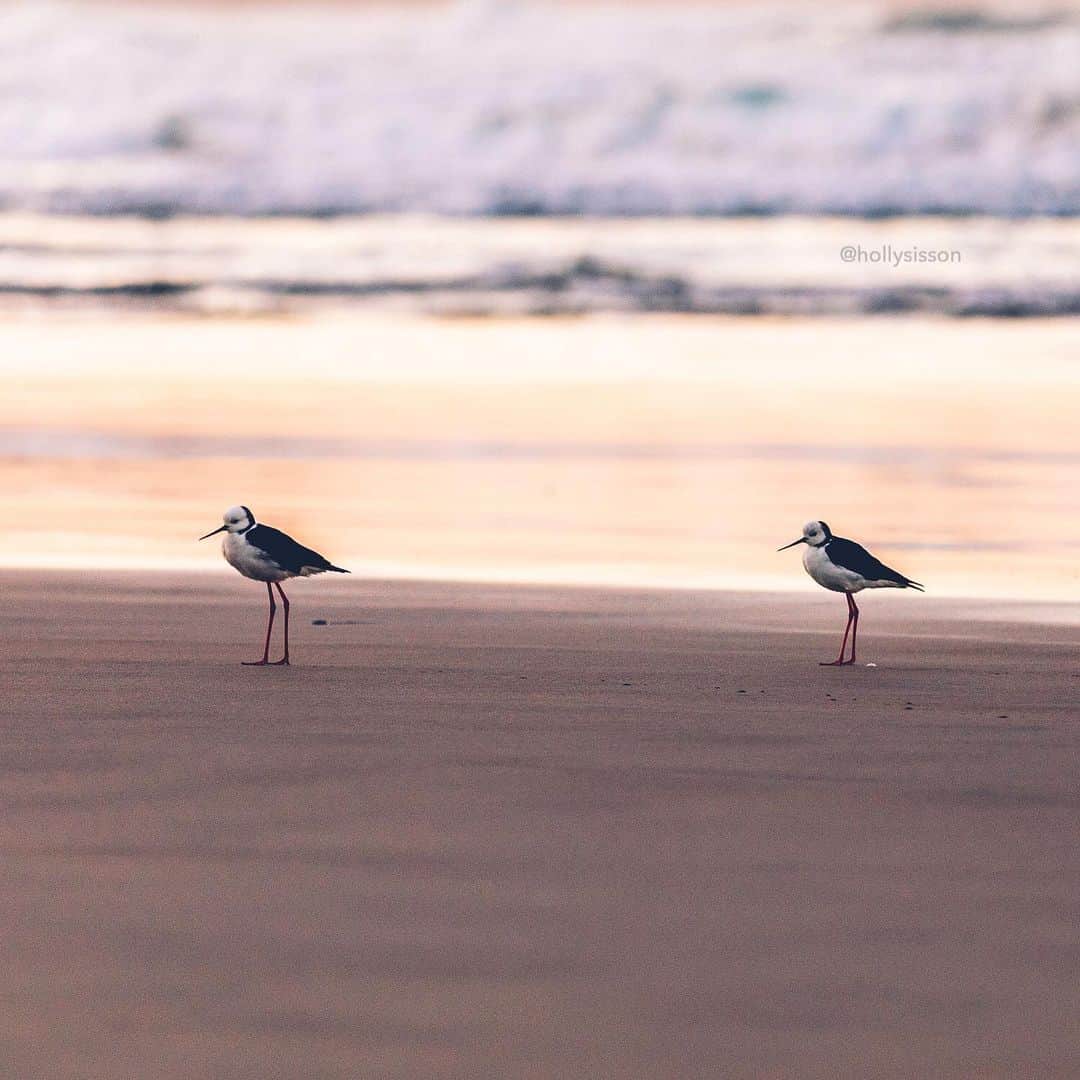 Holly Sissonさんのインスタグラム写真 - (Holly SissonInstagram)「Two on the beach #newzealand #dunedin #nz #sunrise ~ Canon 5D MkIV + 70–200 f2.8L IS MkII @ f2.8 200mm (See my bio for full camera equipment information plus info on how I process my images. 😊) ~ #aeroplan」9月7日 23時11分 - hollysisson