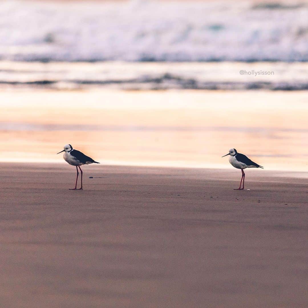 Holly Sissonのインスタグラム：「Two on the beach #newzealand #dunedin #nz #sunrise ~ Canon 5D MkIV + 70–200 f2.8L IS MkII @ f2.8 200mm (See my bio for full camera equipment information plus info on how I process my images. 😊) ~ #aeroplan」
