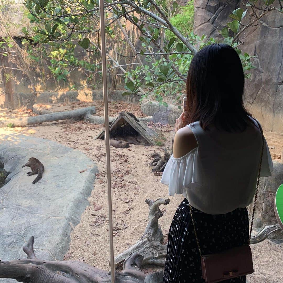 大西蘭さんのインスタグラム写真 - (大西蘭Instagram)「・ River safari 🐼 ・ パンダは寝ていて近くで見られなかったけど、リスザルを近くで見られて、こぐまちゃん大興奮！ ・ 大カワウソも可愛かった💕 ・ ・ #nottoday #singaporelife #riversafari  #tslbojio #ママコーデ #シンガポール観光 #シンガポール土産 #シンガポールブランド #シンガポール在住 #シンガポール生活 #シンガポール暮らし #シンガポール旅行 #シンガポールライフ」9月7日 23時41分 - onishiran