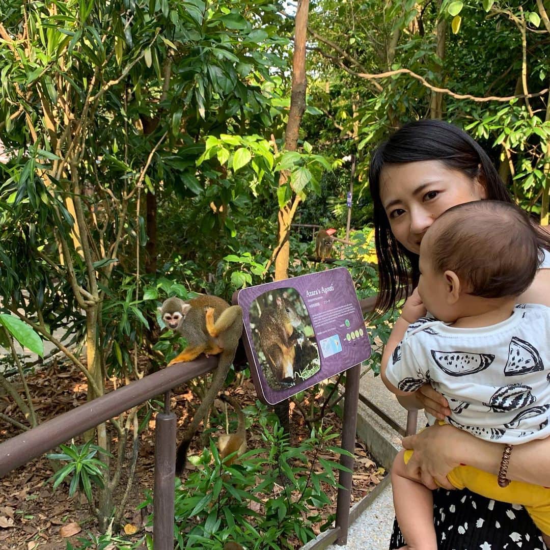 大西蘭のインスタグラム：「・ River safari 🐼 ・ パンダは寝ていて近くで見られなかったけど、リスザルを近くで見られて、こぐまちゃん大興奮！ ・ 大カワウソも可愛かった💕 ・ ・ #nottoday #singaporelife #riversafari  #tslbojio #ママコーデ #シンガポール観光 #シンガポール土産 #シンガポールブランド #シンガポール在住 #シンガポール生活 #シンガポール暮らし #シンガポール旅行 #シンガポールライフ」