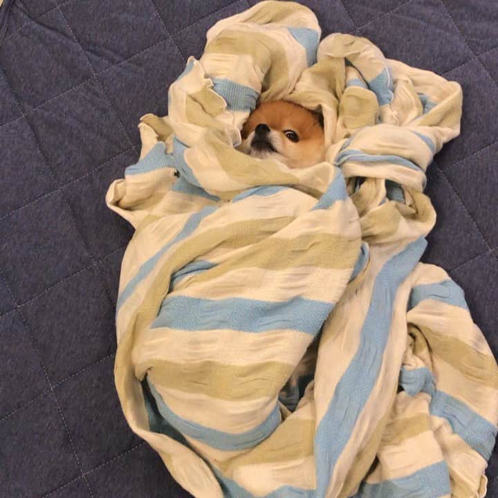 RIO POMEのインスタグラム：「くるまれてみたら…  意外といいあんばいらしいです✨  みなさんおやすみなさい💤  #ポメラニアン #pomeranian  #犬 #dog #dogstagram#doglover #愛犬 #わんこ #ポメラニアン大好き #ポメラニアンが世界一可愛い #pom #ぽめらにあん #ポメ#pomeraniansofinstagram  #pomeranianlove #ふわもこ部 #いぬバカ部 #癒しわんこ#instapic#pomstagram #puppy #dogsofinstagram #cute#cutedog」