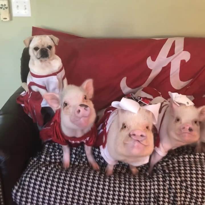 のインスタグラム：「It’s Game Day! Does anyone know what time the Bama game comes on? Don’t squeal on us, but Pop already called and ordered us a couple of veggie pizzas that should be here soon. We are ready to ROLL TIDE ROLL!🐷🏈🅰️🐘#alabamacrimsontide #piggestfans #rolltide #PoseyandPink #PiggyPenn #Pigtailthepug #PrissyandPop」