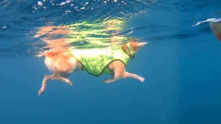 BlackRed shibasのグルメインスタ