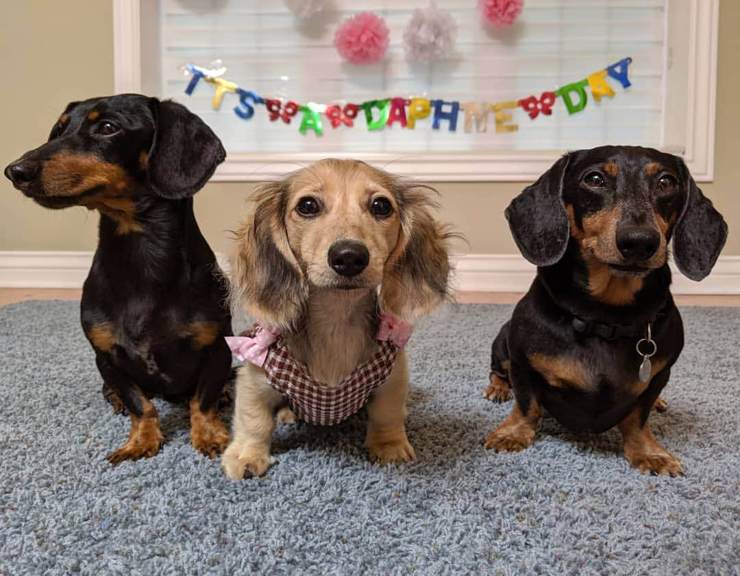 Crusoe the Celebrity Dachshundさんのインスタグラム写真 - (Crusoe the Celebrity DachshundInstagram)「"We and the fans officially welcomed Daphne to the family with her baby shower today! Even Oakley showed up! Watch the full video of us opening all Daphne's fan mail and gifts via link in my profile!" ~ Crusoe」9月8日 1時33分 - crusoe_dachshund