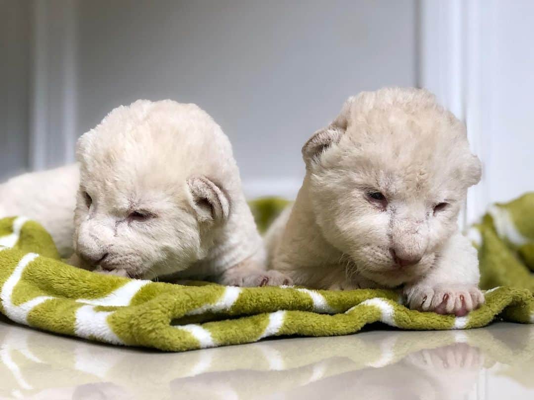 Zoological Wildlife Foundationさんのインスタグラム写真 - (Zoological Wildlife FoundationInstagram)「Welcome to the world 💙Shaka and 💗Sade! Boy and girl born on August 29 from Kunto and Kheira. Due to the constant rain, high temperatures, humidity and unpredictable flooding, we decided it was best to pull them two days ago in fear of them getting sick. Not only are they being cared for around the clock, but they are doing amazing!💚🐾🦁✨ #whitelion #lion #cubs #endangeredspecies #zwfmiami #zwf #conservationthrougheducation」9月8日 1時33分 - zwfmiami