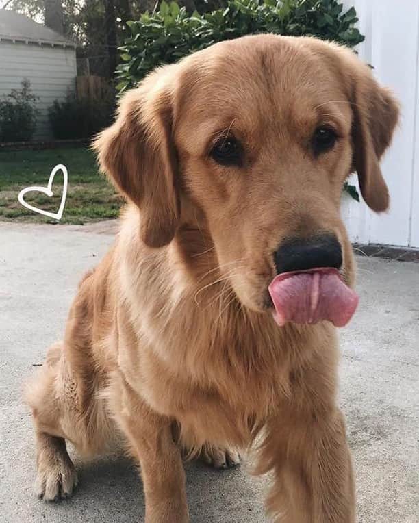 チェイサーのインスタグラム：「name a cuter face!!!😍🐶 #viapinterest #chaserbrand #sourceunknown @chaserbrand」