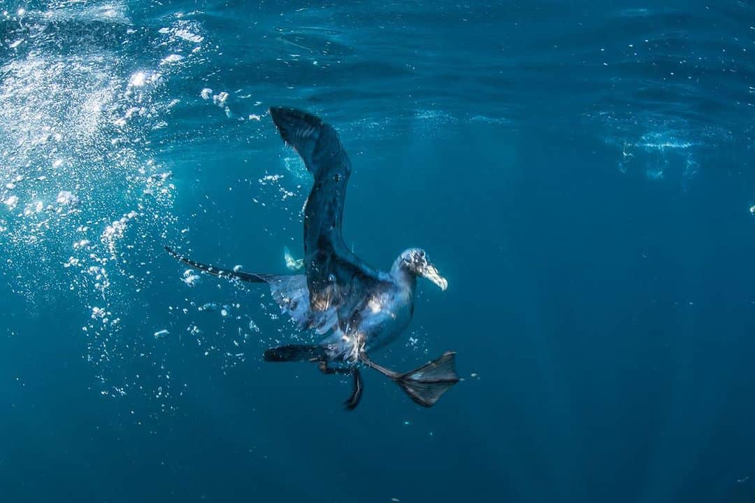 National Geographic Creativeさんのインスタグラム写真 - (National Geographic CreativeInstagram)「Photo by @thomaspeschak | A great shearwater dives into the ocean to hunt for fish in South Africa. #Underwater #Seabirds #SouthAfrica」9月8日 3時22分 - natgeointhefield