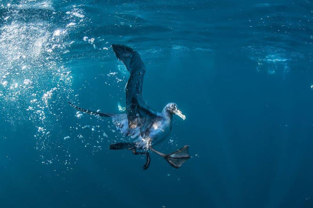 National Geographic Creativeのインスタグラム