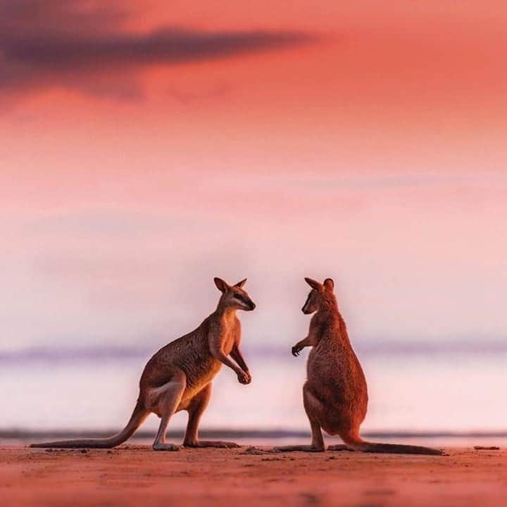 Australiaさんのインスタグラム写真 - (AustraliaInstagram)「“If you wallaby my lover, you gotta get with my friends.” 🎤🎶 @chris_mclennan1 spotted Mel and Geri rehearsing their favourite song for the guests staying at @queensland’s @capehillsboroughtouristpark. #Sunrise is the best time to see wallabies and kangaroos on this @visitmackay beach, as they often feed on seaweed and mangrove seed pods along the shore. Start your day with this special #wildlife encounter before exploring bushwalking trails, beachside caves and rock pools in the region.  #seeaustralia #thisisqueensland #meetmackayregion #travel #wildlifephotography」9月8日 4時00分 - australia