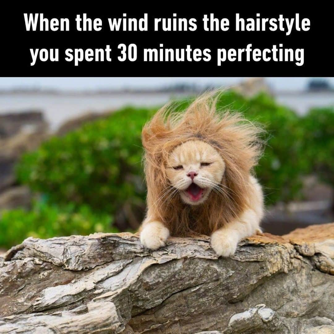 9GAGさんのインスタグラム写真 - (9GAGInstagram)「Bald guys: *laughs*⠀ 📸 Lê Quốc Phong | FB⠀ -⠀ #cat #lionking #simba #hair #9gag」9月8日 4時00分 - 9gag