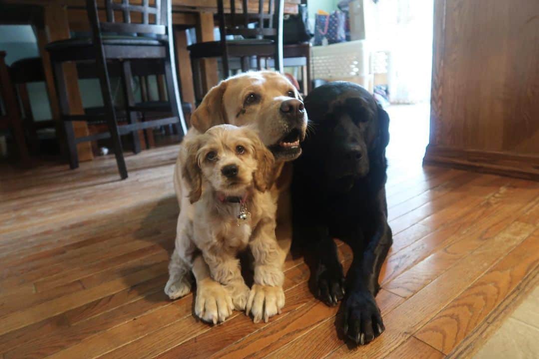 Jake And Gingerのインスタグラム