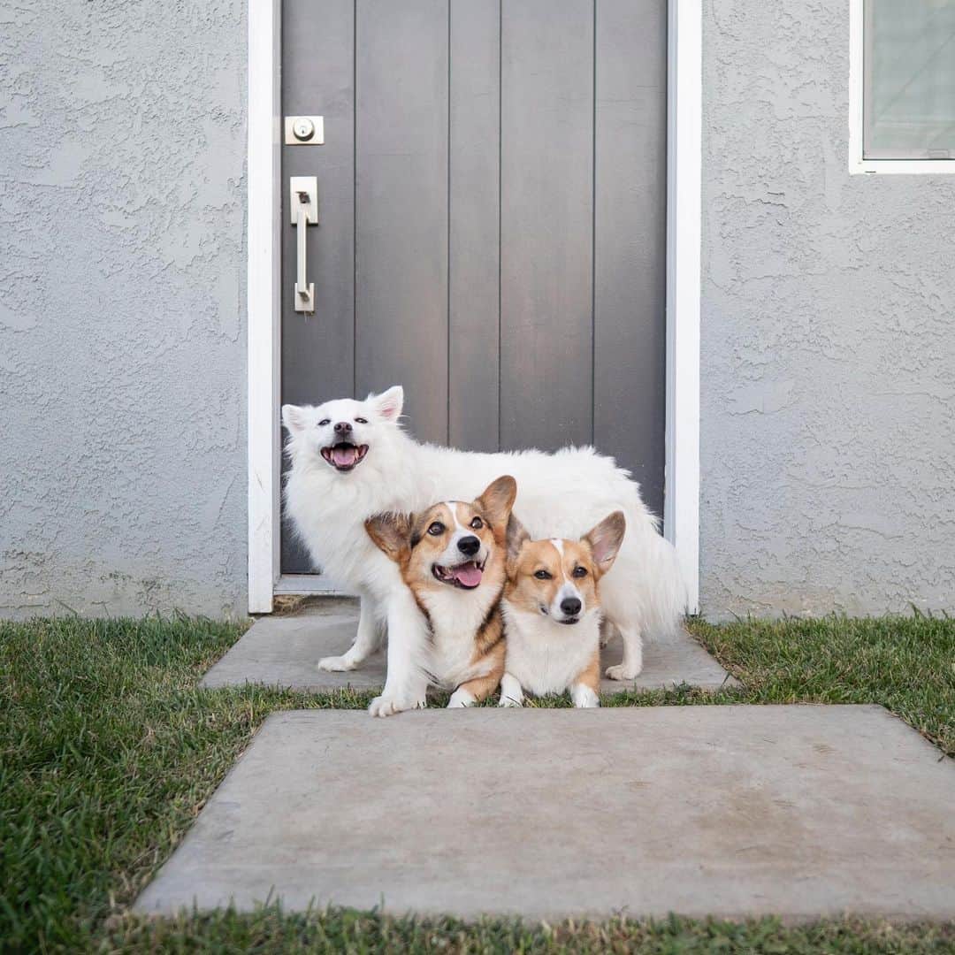 DogsOf Instagramのインスタグラム：「“Kokoro, Chibi, and @pavlovthecorgi are the three best friends there ever was!” writes @emwng  #dogsofinstagram」