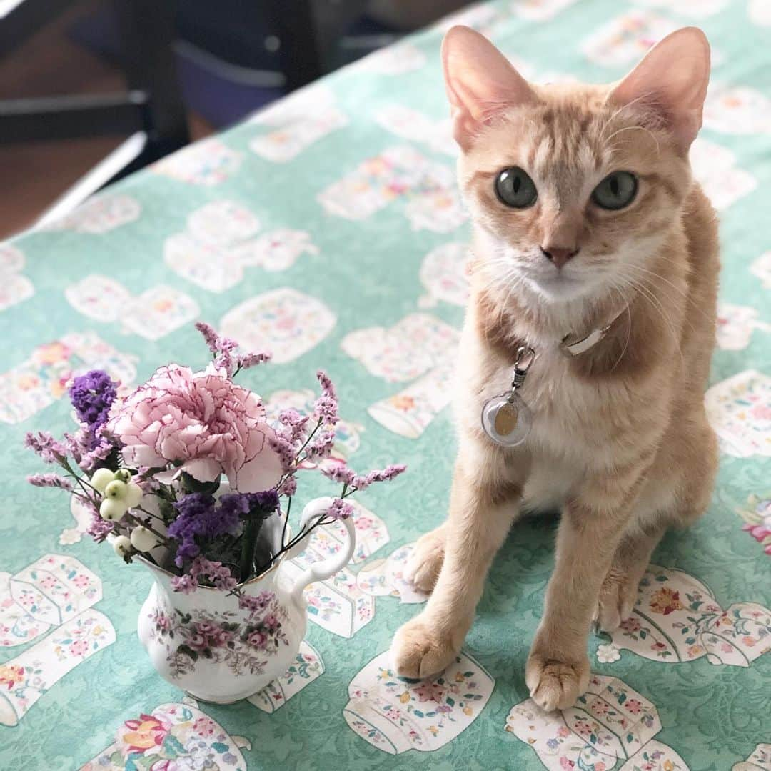 松丘雪那さんのインスタグラム写真 - (松丘雪那Instagram)「こないだ家にまたお花が届いたの💓 今回も可愛くてテンション爆上がり、、笑 本当に大好きだから本当に嬉しくて。 お花ってほんとに元気くれるよね！ すごいパワーだと私は思うんだ✨ . @medelu_official さんほんと素敵なの。 初回無料クーポンコードいただけて、、 「XS34」 （先着10名様まで！） . 無料？！だよ？！笑 ぜひみんなにもこの幸せ味わって欲しいです。 . かろんしゃん、足閉じてるバージョンと開いてるバージョンw . . . . . #model #influencer #instagramjapan #flower #flowerwithcat #花のある暮らし #花 #フラワー #幸せ #猫 #動物大好き #medelu #ハッピー #茶トラ #茶トラ女子部 #猫バカ部 #お花大好き #パワー #初回無料 #クーポンコード #ピンク #紫 #秋」9月8日 15時30分 - yukina.23na