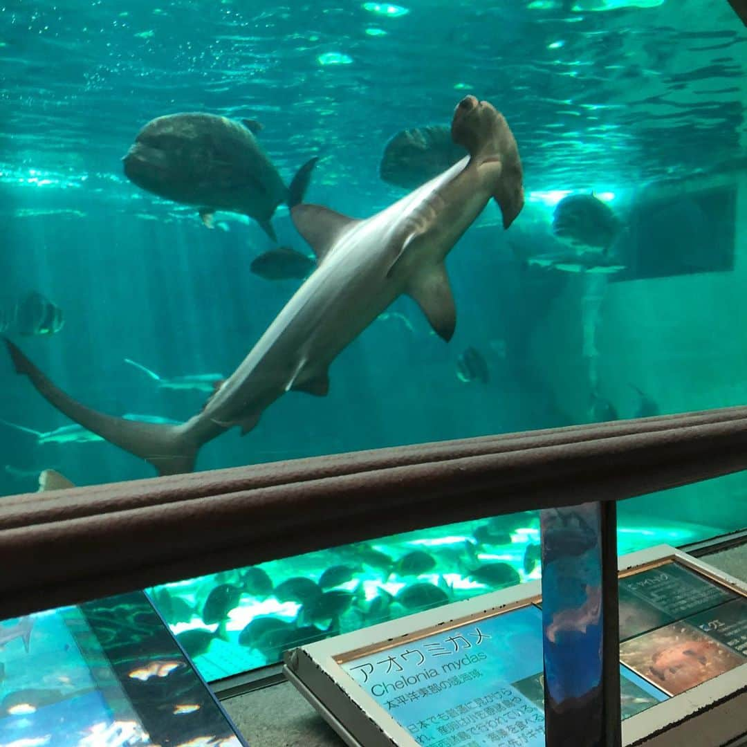 井上香織さんのインスタグラム写真 - (井上香織Instagram)「2019.9.8🐟 ・ 須磨海浜水族館〜スマスイ〜🐡 ・ 真夏のように暑い。。そして日曜日だから人が凄すぎた💦💦 ただイルカショーはやっぱり楽しすぎた🐬✨ この暑さのなか抱っこ＆立ち見だったけど大満足👌 ・ やっと年パス作ったしまた行こっ！！ ・ #須磨海浜水族館 #スマスイ #水族館好き #イルカショー #かき氷🍧 #まだ真夏の暑さ #2人して汗だく #でも楽しかった #年パスゲット」9月8日 14時02分 - kaorin888