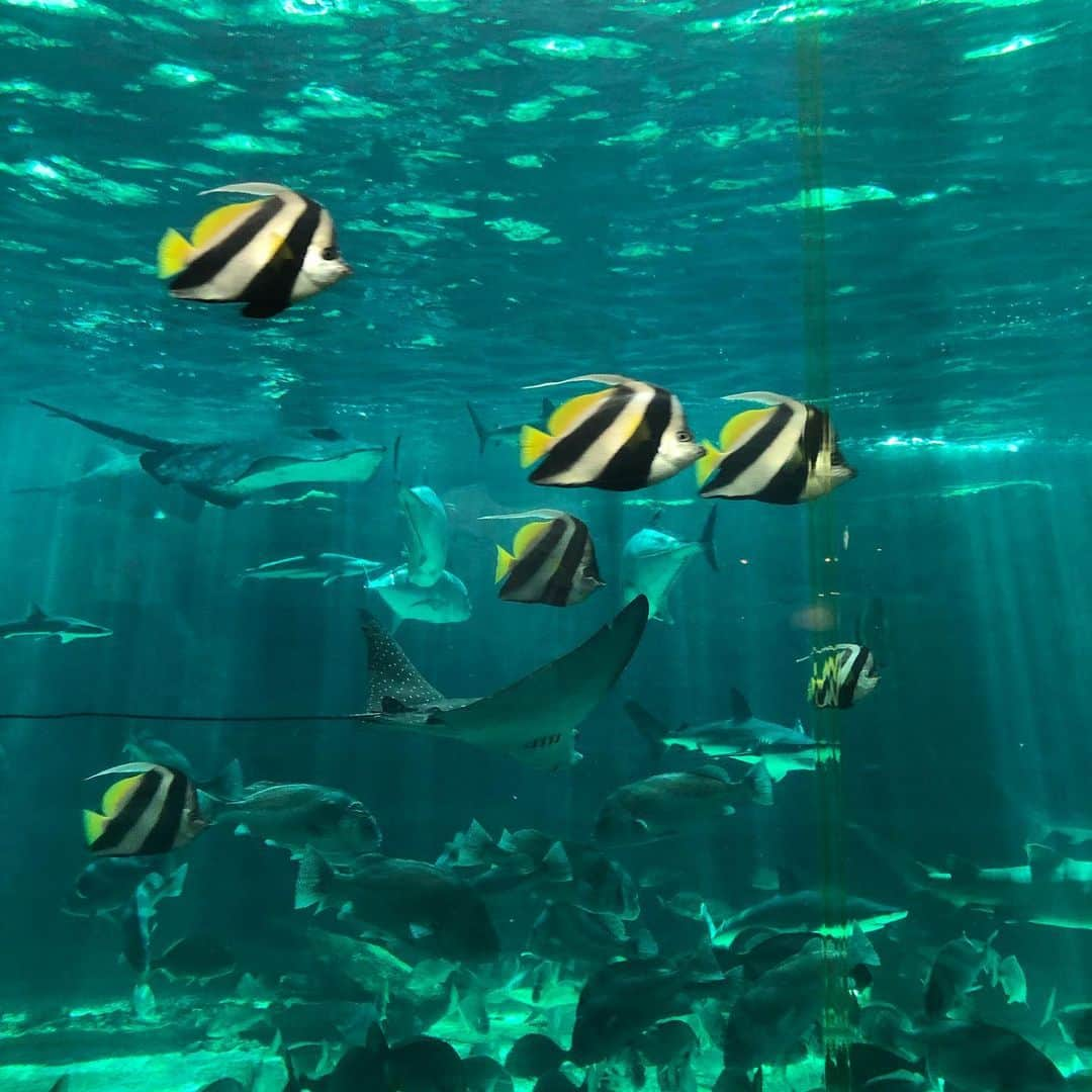 井上香織さんのインスタグラム写真 - (井上香織Instagram)「2019.9.8🐟 ・ 須磨海浜水族館〜スマスイ〜🐡 ・ 真夏のように暑い。。そして日曜日だから人が凄すぎた💦💦 ただイルカショーはやっぱり楽しすぎた🐬✨ この暑さのなか抱っこ＆立ち見だったけど大満足👌 ・ やっと年パス作ったしまた行こっ！！ ・ #須磨海浜水族館 #スマスイ #水族館好き #イルカショー #かき氷🍧 #まだ真夏の暑さ #2人して汗だく #でも楽しかった #年パスゲット」9月8日 14時02分 - kaorin888