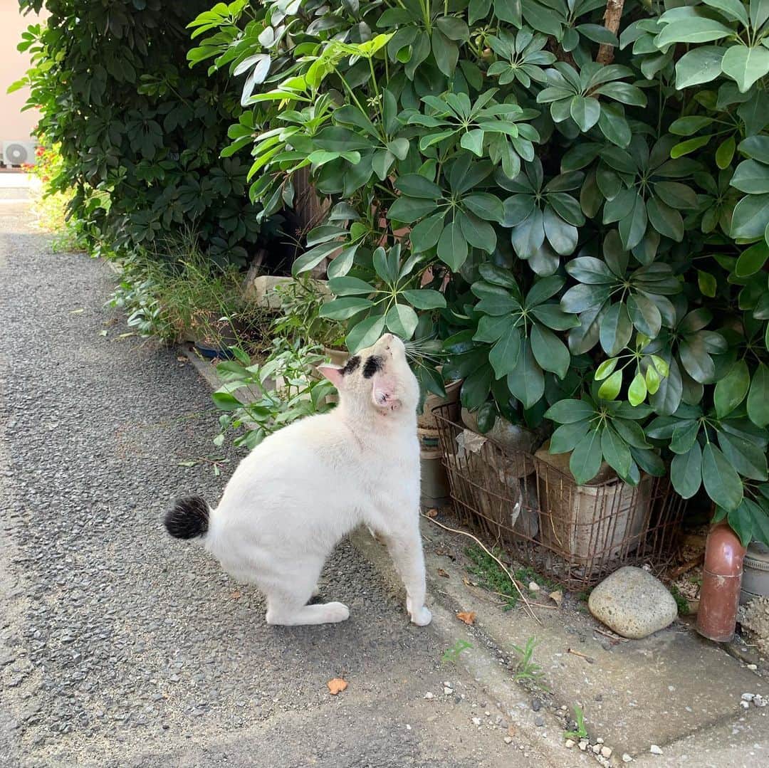 Kachimo Yoshimatsuさんのインスタグラム写真 - (Kachimo YoshimatsuInstagram)「ちょっと一緒に散歩。 #uchinonekora #nanakuro #neko #cat #catstagram #kachimo #猫 #ねこ #うちの猫ら http://kachimo.exblog.jp」9月8日 14時39分 - kachimo