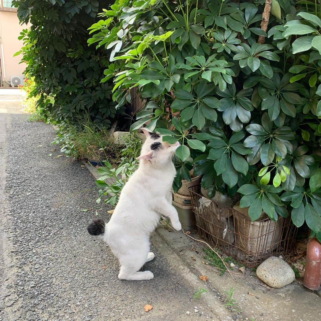 Kachimo Yoshimatsuさんのインスタグラム写真 - (Kachimo YoshimatsuInstagram)「ちょっと一緒に散歩。 #uchinonekora #nanakuro #neko #cat #catstagram #kachimo #猫 #ねこ #うちの猫ら http://kachimo.exblog.jp」9月8日 14時39分 - kachimo