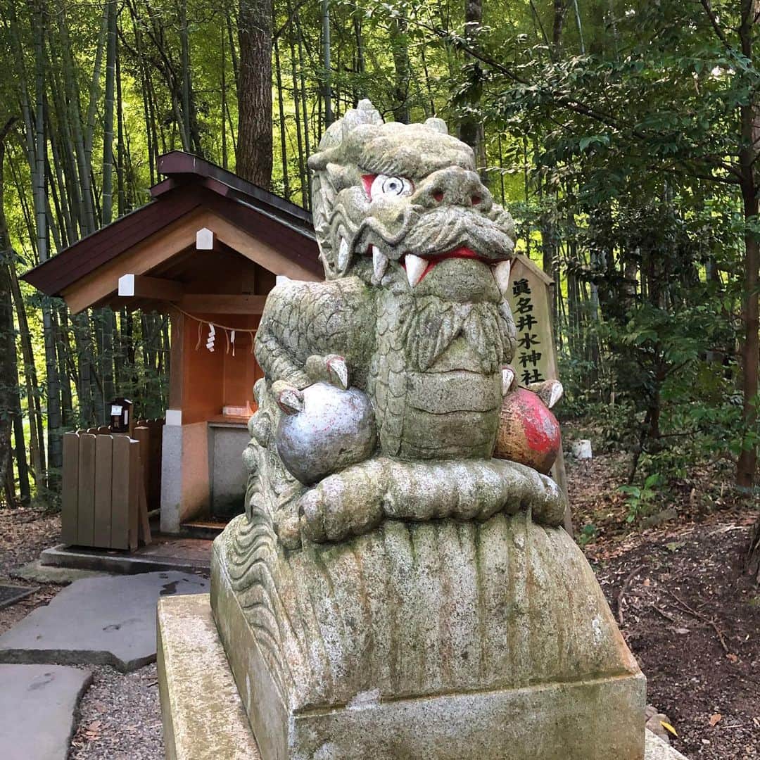 佐伯紅緒さんのインスタグラム写真 - (佐伯紅緒Instagram)「一年ぶりの真名井神社。 改装が済んでスッキリ。 参道を登っていくと途中からふっと気配が変わる、ご神気の凄さもお水の美味しさも相変わらずでした。  写真は狛犬ならぬ狛龍さん。  #真名井神社 #天橋立 #神社」9月8日 14時40分 - beniosaeki
