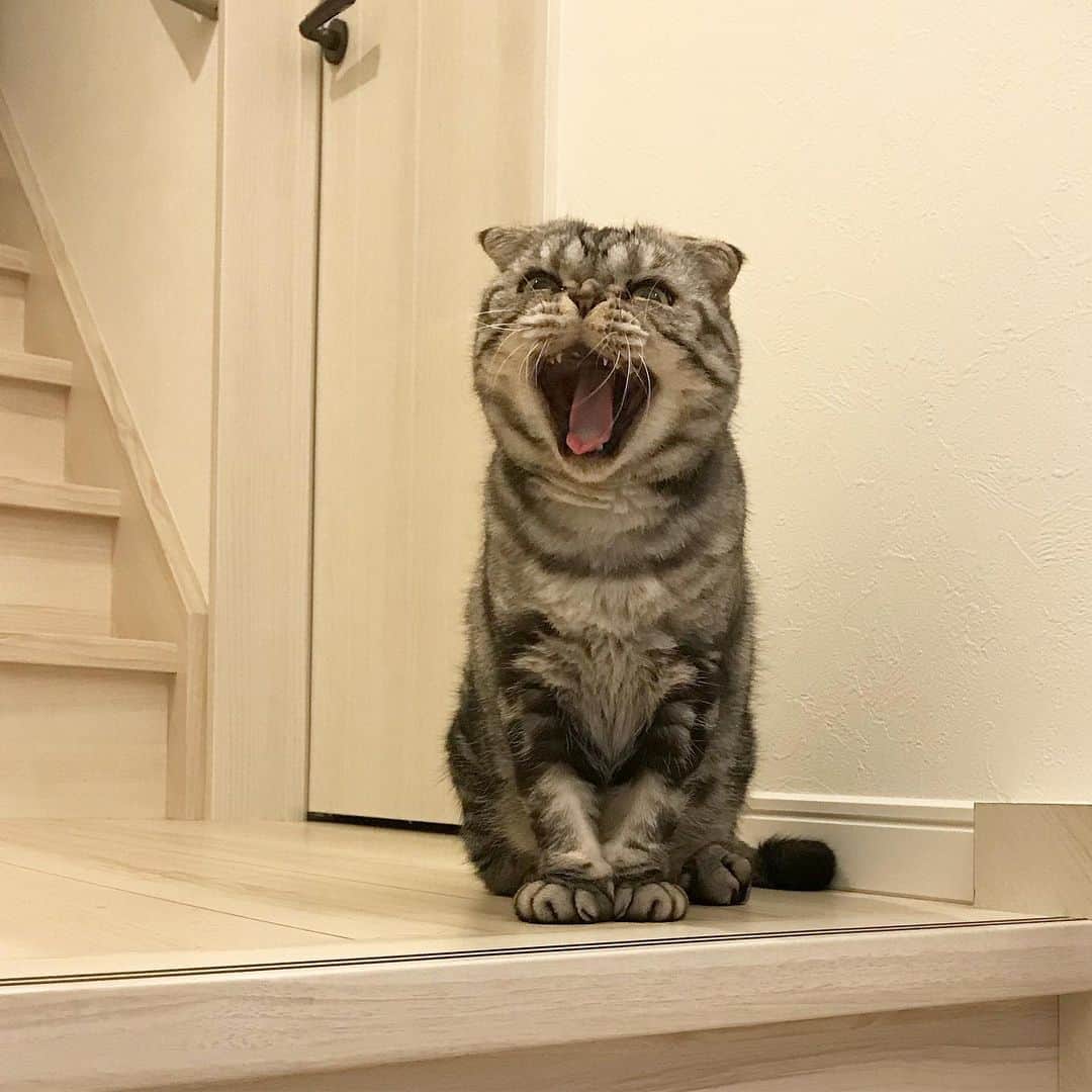 Shishi-maruのインスタグラム：「🐱Super Yawn Time. 🐱朝イチのあくび ーーーーーーーーーーー 📕「ぷっちねこ。」「3匹のちいさな猫を召喚できたなら」「ちいさな猫を召喚できたなら」徳間書店より単行本発売中 ーーーーーーーーーーー ⭐︎ねこ漫画を描いています→@tacos_cat 🐱公式→@chiisanacat 🌺Twitter →@taco_emonemon ーーーーーーーーーーー」