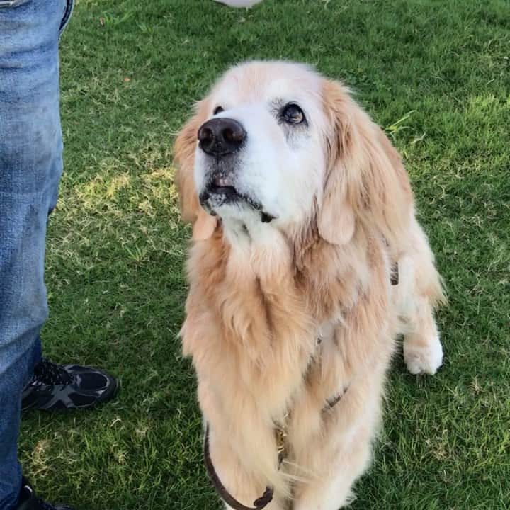 のインスタグラム：「元気です😊  She is fine!  #dogsofinstagram #ゴールデンレトリバー #ilovegolden_retrievers #retrieversgram #insta_animal #dog_ofinstagram #gloriousgoldens #retriever #goldenretriever #犬バカ部 #igdog #gryuuko #repost_ezyjp #retrieveroftheday #weeklyfluff #thedailygolden  #excellent_dogs #pecoいぬ部 #てんかん持ちワンコ #前庭疾患回復期 #高齢犬14歳 #高齢犬 #seniordogs #seniordogsofinstagram」
