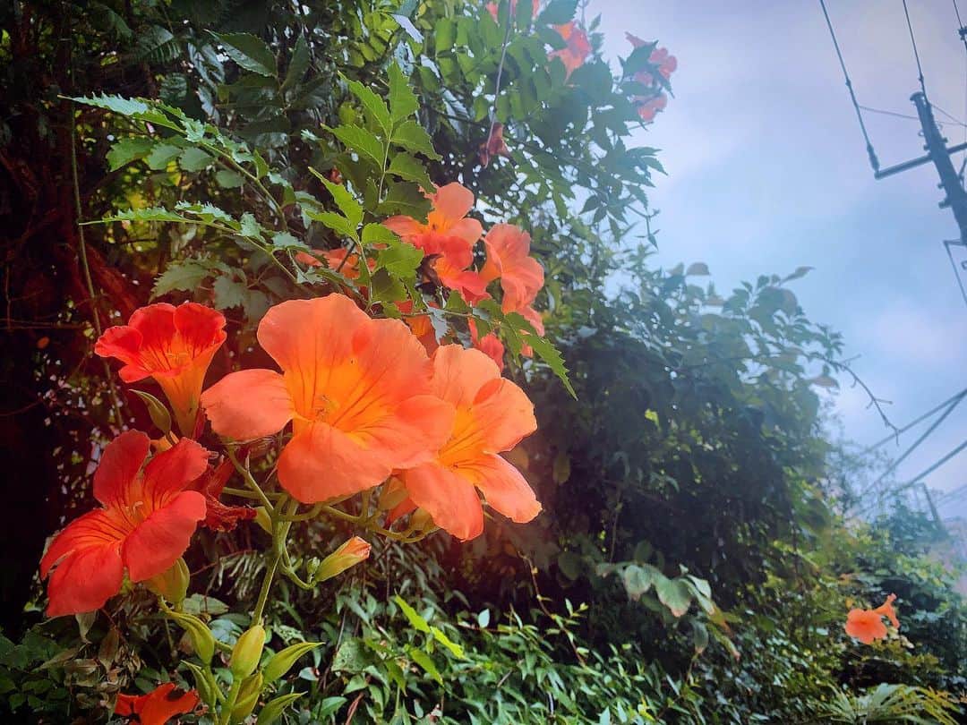 のインスタグラム：「. . 今夜関東台に台風が近づくそうです！ 気をつけましょう #もえみた花たち . .  #ノウゼンカズラ  #お花 #花 #flowers #orange #夏 #summer #夏の終わり #残暑 #hibiscus #japan #tokyo」