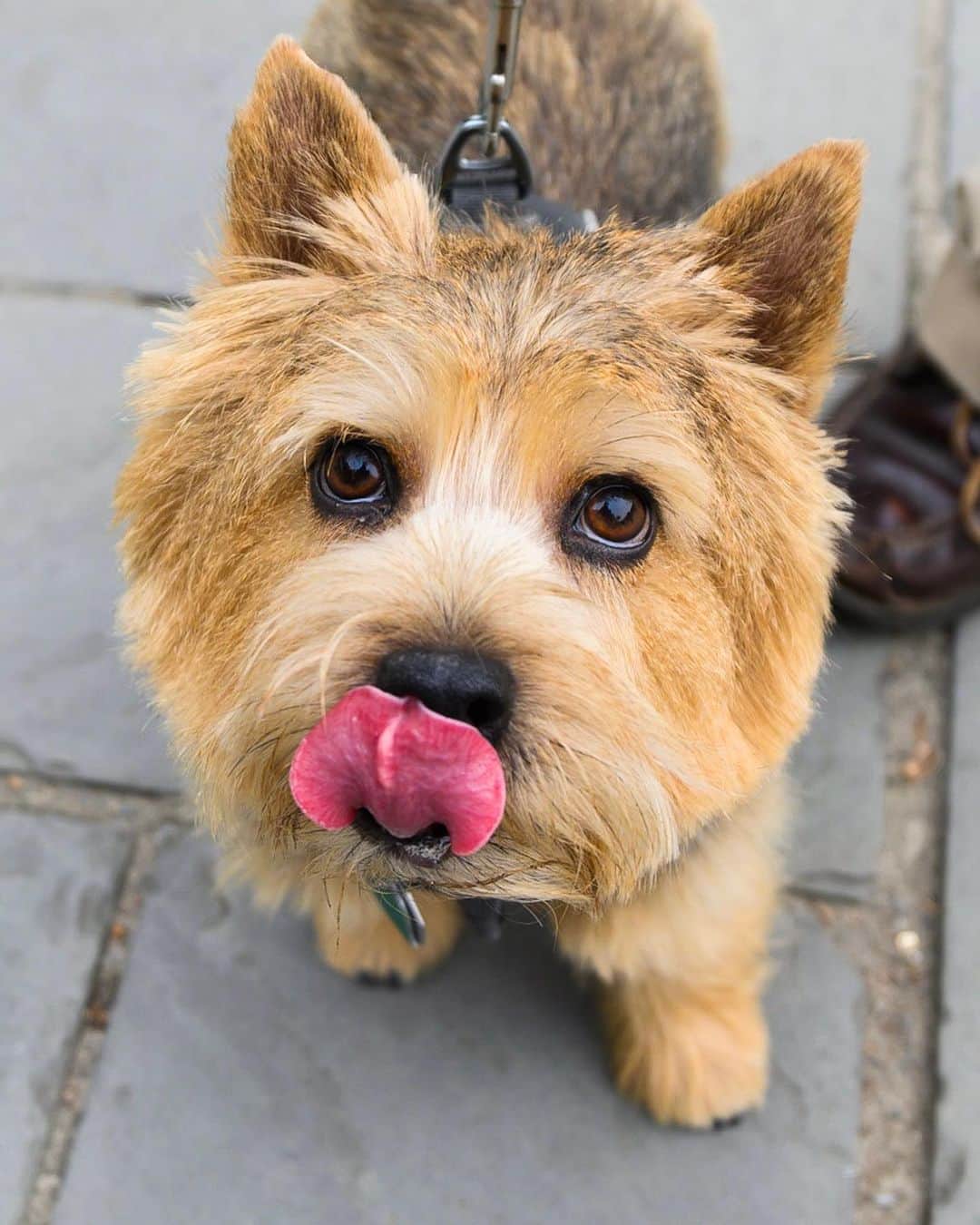 The Dogistさんのインスタグラム写真 - (The DogistInstagram)「Tom, Norwich Terrier (4 y/o), Central Park, New York, NY • “I call him the ‘accidental hunter’. He runs around Upstate in the tall grass and runs into turkeys. They fly up and he goes the other direction.”」9月8日 7時29分 - thedogist